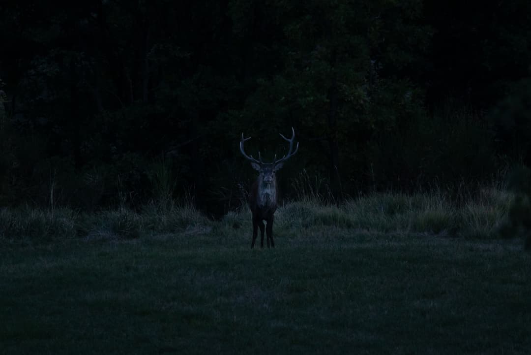 description à venir