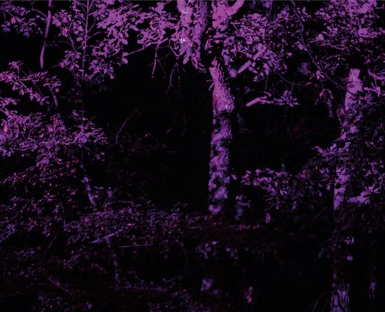 bois et feuilles en lisière de forêt éclairés par une lumière rose